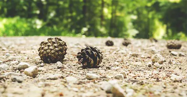 use pine cone chips in your deer hunting scent cover spray solution