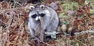 Enclosed Foothold trap for Raccoons