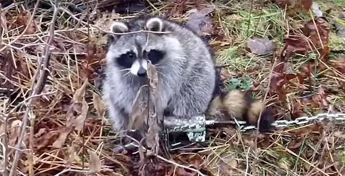 Different Foothold Traps For Raccoons Coyote Wolves And Other Animals Survival Jar