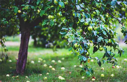 apple tree for long term food storage