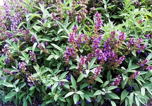 Sage and rosemary used as bug deterrent by placing them in the fire.