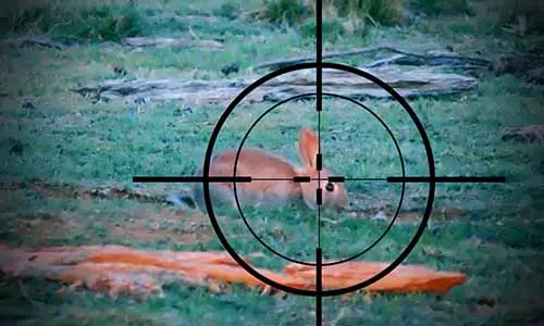 Barnett crossbow scope sighting in a rabbit