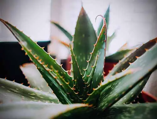 Aloe Vera Plant for hand sanitizer