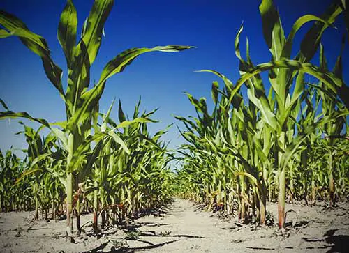 farming corn as a prepper
