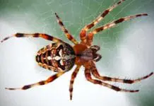 big spider