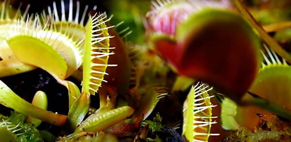 Carnivorous plants will keep flies out of your home in summer