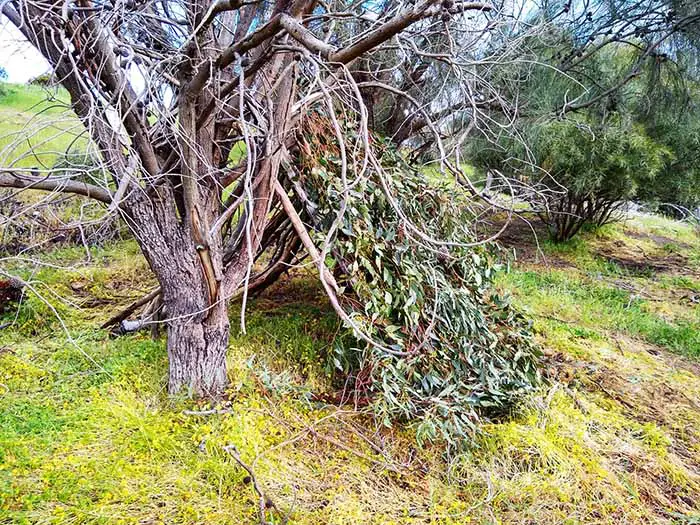 A frame ground blind branches camouflaged hunting blind