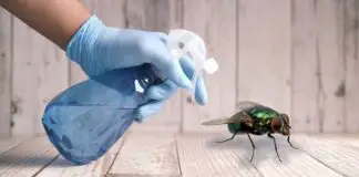 how to keep flies out of your house in summer