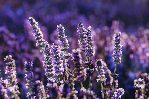 grow lavender as it will keep flies out of your house in summer.