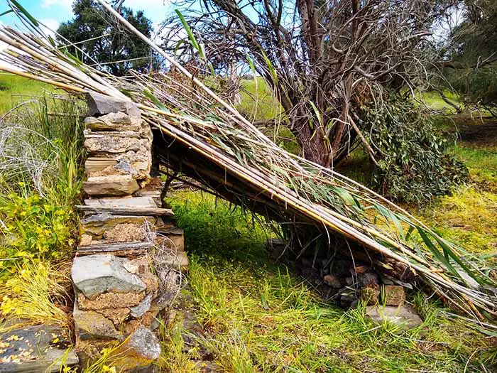 water reeds hunting blind